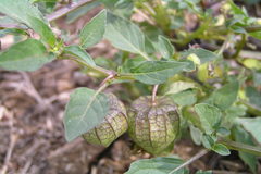Physalis minima